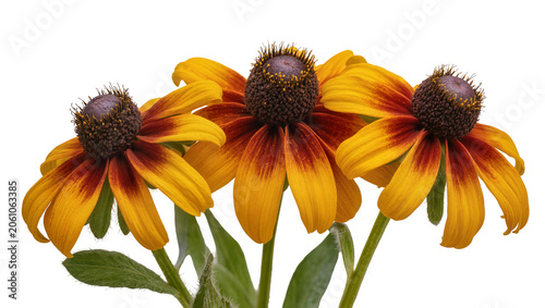 Canvastavla Three Black-Eyed Susans with yellow and red petals and dark centers