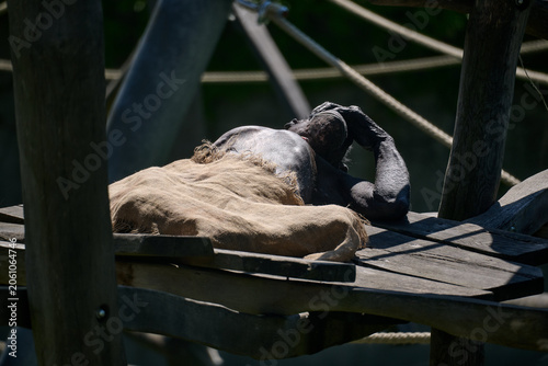 Photography Chimpanzee lying on a wooden platform covered with a burlap sack resting its hand on its head at Bratislava Zoo, Bratislava, Slovakia, Europe