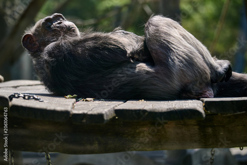 Photography Chimpanzee lying on its back on an elevated wooden platform resting in the sun at Bratislava Zoo, Bratislava, Slovakia, Europe