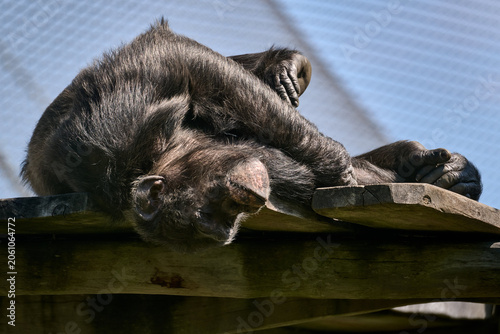 Photography Chimpanzee lying on its side with its head hanging off the edge of a wooden platform at Bratislava Zoo, Bratislava, Slovakia, Europe