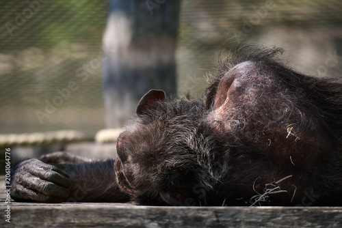 Photography Close up of a chimpanzee sleeping with its head resting on its arm on a wooden platform at Bratislava Zoo, Bratislava, Slovakia, Europe