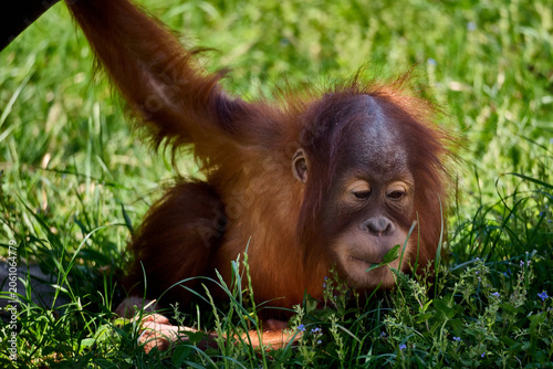 Photography Young orangutan sitting on the ground eating fresh green leaves at Bratislava Zoo, Bratislava, Slovakia, Europe