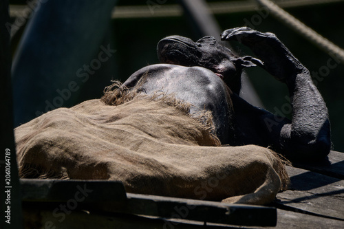 Photography Close up of a chimpanzee resting under a burlap blanket with its hand raised to its head at Bratislava Zoo, Bratislava, Slovakia, Europe