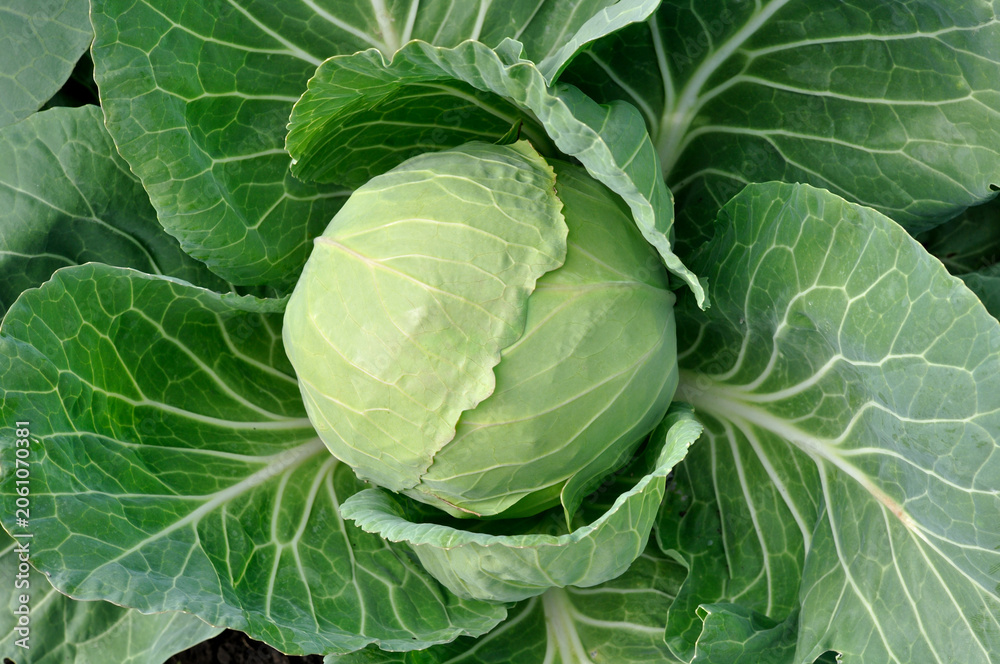 Fototapeta premium close-up of ripening organic green cabbage in the vegetable garden, view from above