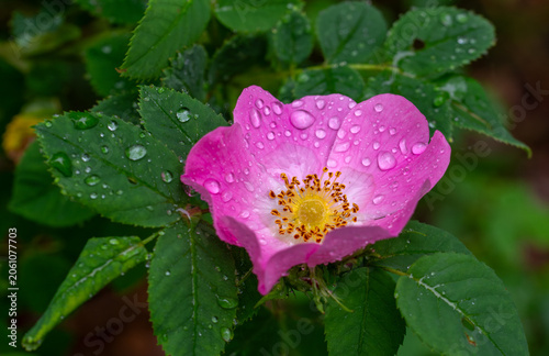 Roses bloom magically. Flowers and leaves in drops after rain. Bloody nature.