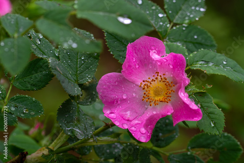 Roses bloom magically. Flowers and leaves in drops after rain. Bloody nature.