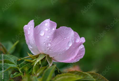 Roses bloom magically. Flowers and leaves in drops after rain. Bloody nature.