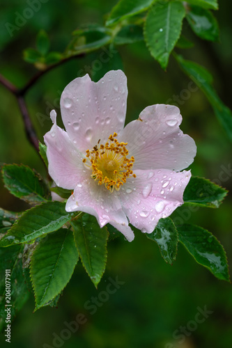 Roses bloom magically. Flowers and leaves in drops after rain. Bloody nature.