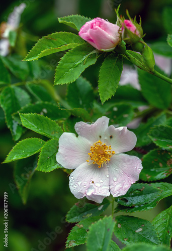 Roses bloom magically. Flowers and leaves in drops after rain. Bloody nature.