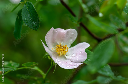 Roses bloom magically. Flowers and leaves in drops after rain. Bloody nature.