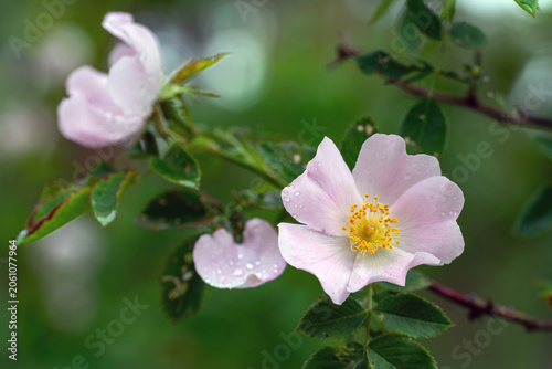 Roses bloom magically. Flowers and leaves in drops after rain. Bloody nature.