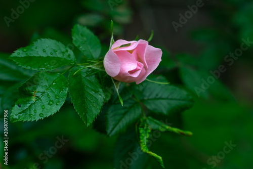 Roses bloom magically. Flowers and leaves in drops after rain. Bloody nature.