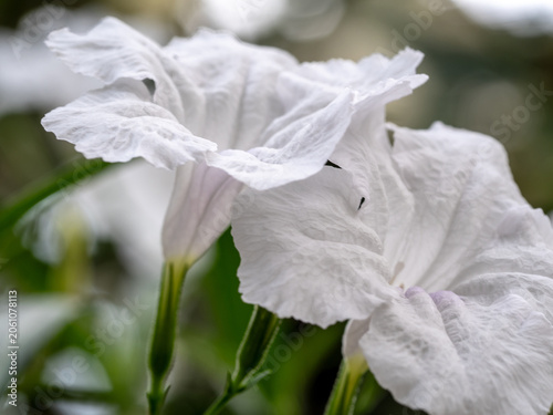 The delicate white petals of the Waterkanon