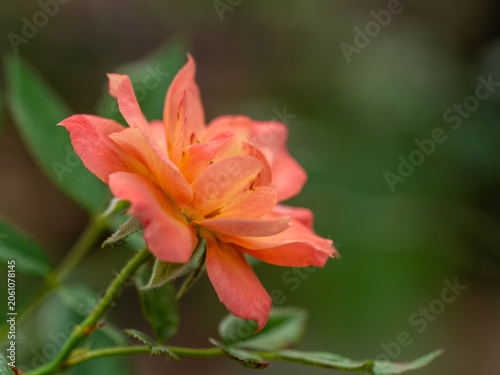 Shape and colors of small roses that bloom in the garden