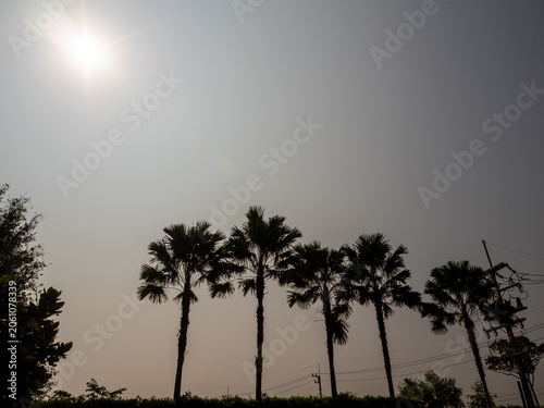 Palm trees line the roadside