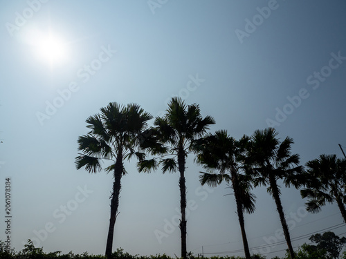 Palm trees line the roadside