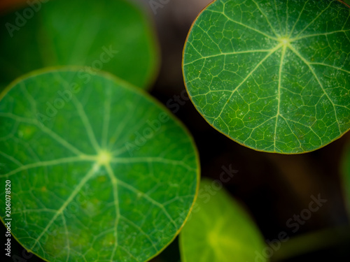 Leaves of Water Pennywort as the green background