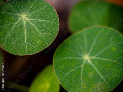 Leaves of Water Pennywort as the green background