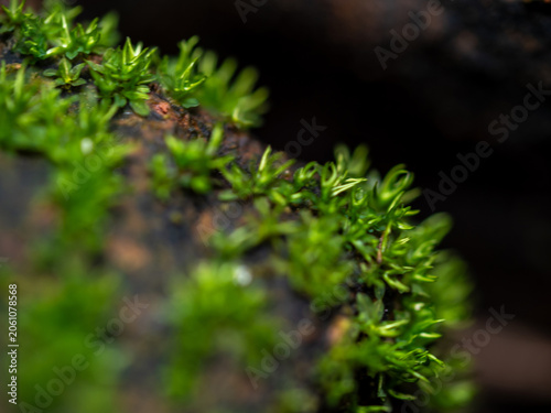 Close-up green moss growing on floor