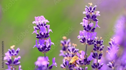  bee on lavender flowers, slow-motion
