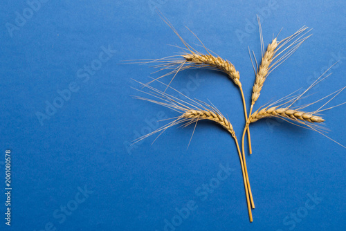 Принти на полотні Sheaf of wheat ears close up and seeds on colored background