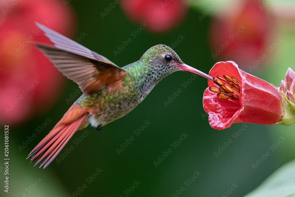 Fototapeta premium The Hummingbird Drinking Nectar From Red Tubular Flower in Flight