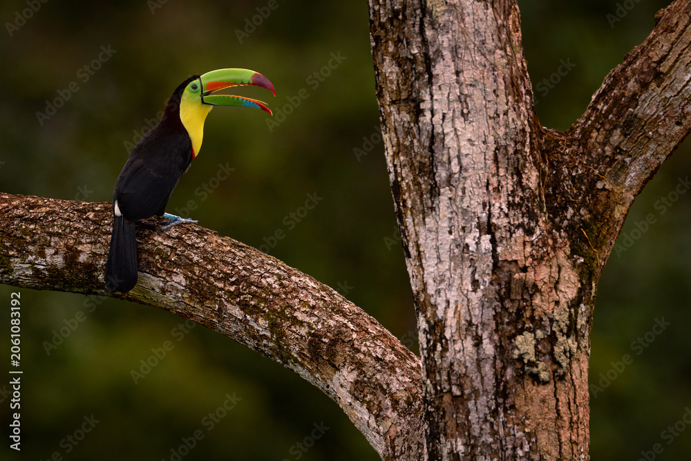 Naklejka premium Tropic bird, open bill. Keel-billed Toucan, Ramphastos sulfuratus, bird with big bill sitting on branch in the forest, Guatemala. Nature travel in central America. Beautiful bird in nature habitat.