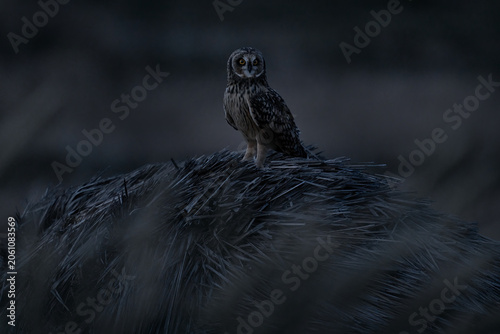 Short-eared Owl, Asio flammeus sanfordi, rare endemic bird from Sea Lion Island, Fakland Islands, Owl in the nature habitat. Bird in habitat . Wildlife scene from nature. Late evening owl.