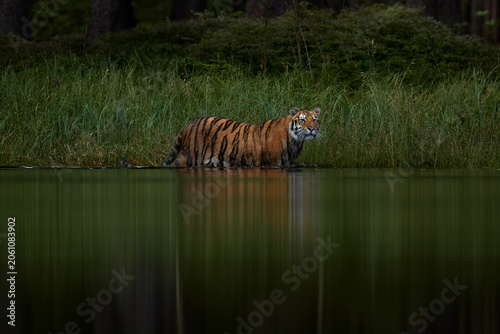 Amur tiger running in the water, Siberia. Dangerous animal, tajga, Russia. Wildlife nature. Animal in green forest stream. Siberian tiger splashing water.