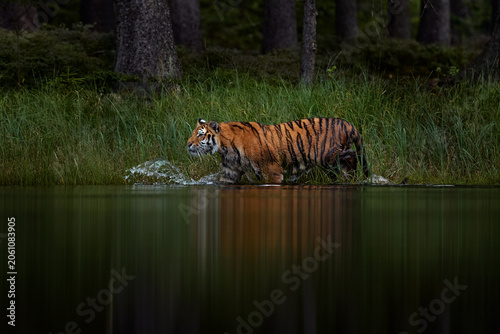Amur tiger running in the water, Siberia. Dangerous animal, tajga, Russia. Wildlife nature. Animal in green forest stream. Siberian tiger splashing water.