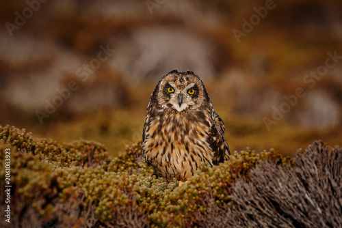 Short-eared Owl, Asio flammeus sanfordi, rare endemic bird from Sea Lion Island, Fakland Islands, Owl in the nature habitat. Bird in habitat . Wildlife scene from nature. Late evening owl.