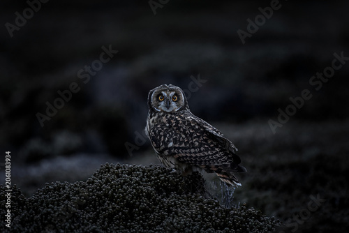 Short-eared Owl, Asio flammeus sanfordi, rare endemic bird from Sea Lion Island, Fakland Islands, Owl in the nature habitat. Bird in habitat . Wildlife scene from nature. Late evening owl.
