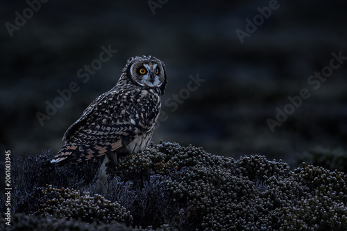 Short-eared Owl, Asio flammeus sanfordi, rare endemic bird from Sea Lion Island, Fakland Islands, Owl in the nature habitat. Bird in habitat . Wildlife scene from nature. Late evening owl.