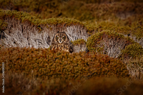 Short-eared Owl, Asio flammeus sanfordi, rare endemic bird from Sea Lion Island, Fakland Islands, Owl in the nature habitat. Bird in habitat . Wildlife scene from nature. Late evening owl.