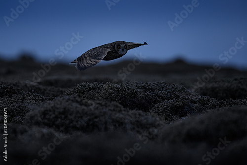 Short-eared Owl, Asio flammeus sanfordi, rare endemic bird from Sea Lion Island, Fakland Islands, Owl in the nature habitat. Bird in habitat . Wildlife scene from nature. Late evening owl.