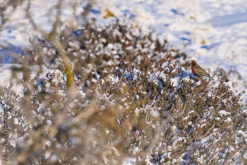 Bird in the winter habitat. Long-tailed Meadowlark, Sturnella loyca falklandica, Torres del Paine NP, PAtagonia, Chile. Wildlife scene from nature. Red bird in snow, winter Patagonia.