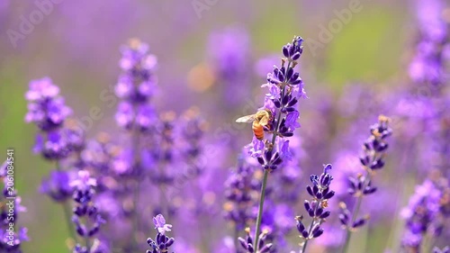  bee on lavender flowers, slow-motion