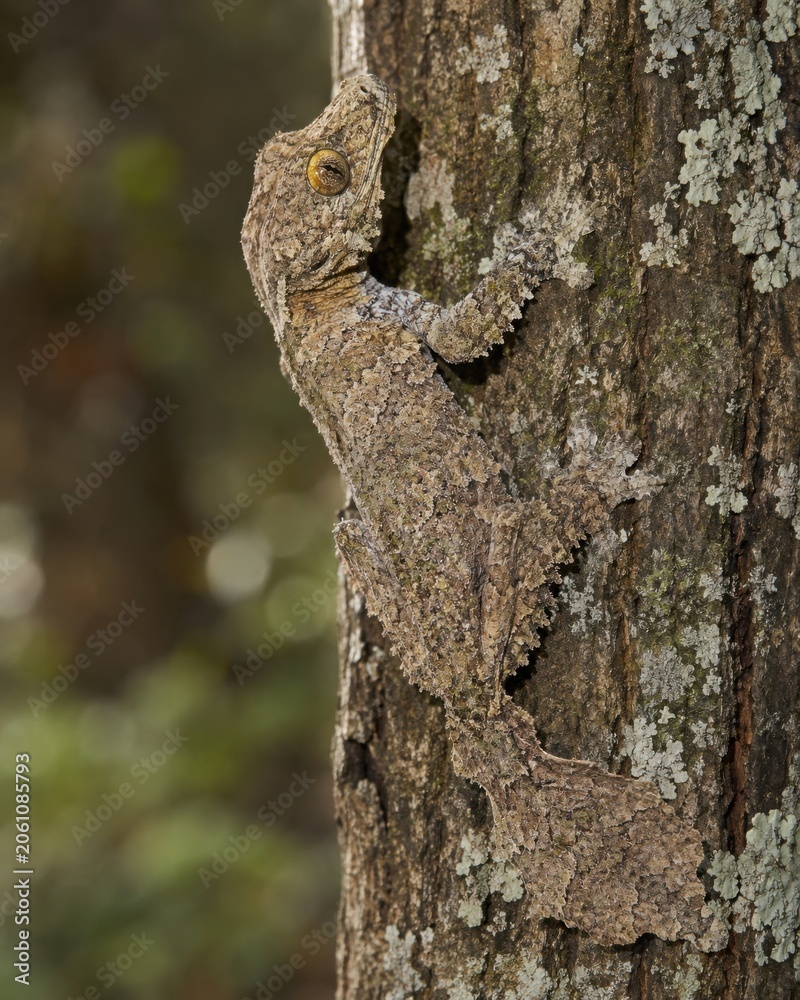 Fototapeta premium Leaf Tailed Gecko Camouflaged on Tree Bark