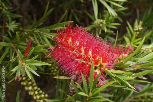 red bottlebrush flowers of the Callistemon shrub. blooming garden plants