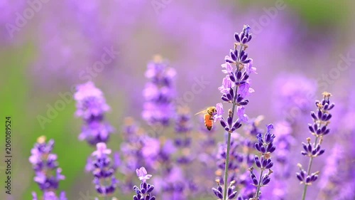  bee on lavender flowers, slow-motion