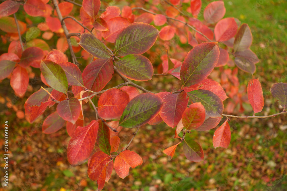 Fototapeta premium Colorful autumnal foliage of black chokeberry in October