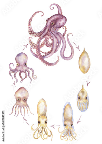 Watercolor Octopus life cycle illustration, hand drawn ocean animal growth stages clipart, educational clip art