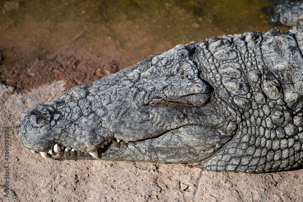 Fototapeta premium Large crocodile resting near water in Morocco's natural habitat during daylight