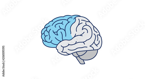 Foto Human brain illustration with colored lobes on a white background