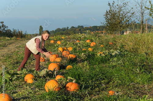 Young girl picking pumpkins in field