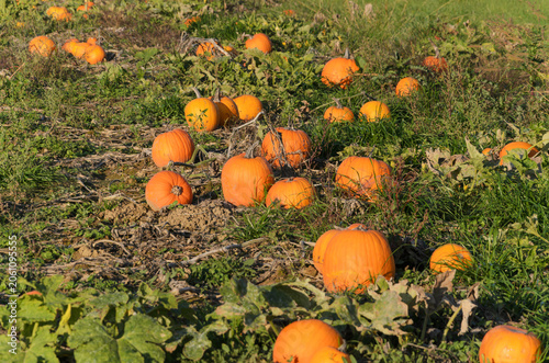 Ripe orange pumpkins in autumn patch