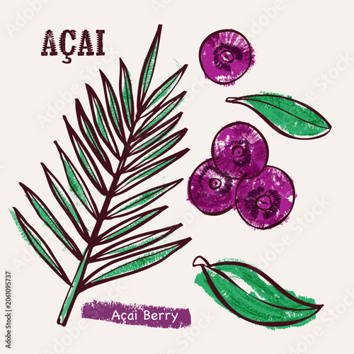Brazilian acai berry colorful hand drawn crayon doodle Illustration Set with foliage