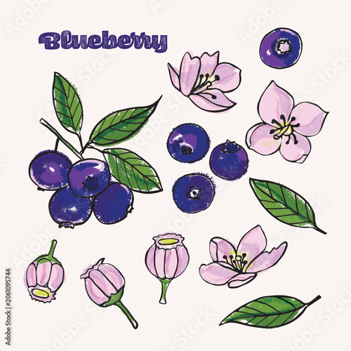Blueberry colorful hand drawn crayon doodle Illustration Set; fruit, flowers and leaves
