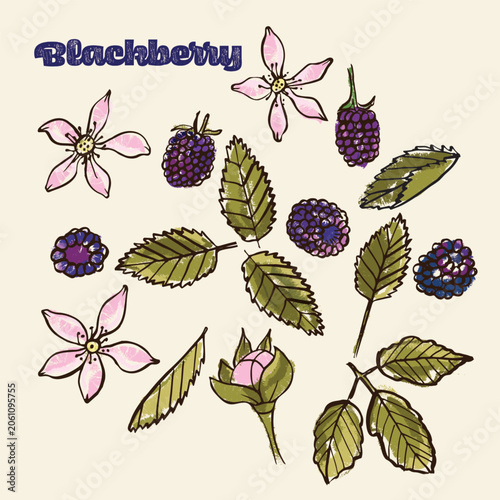 Blackberry colorful hand drawn crayon doodle Illustration Set; fruit, flowers and leaves
