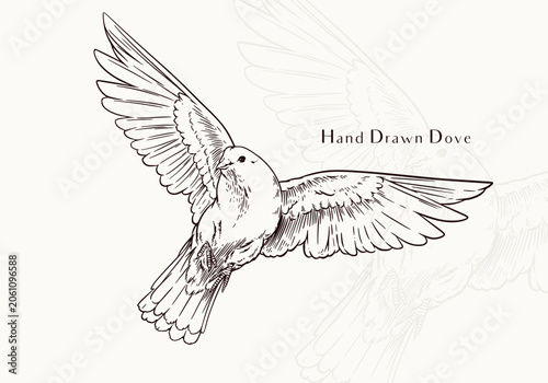 Hand Drawn White Dove Peaceful Bird Botanical Illustration